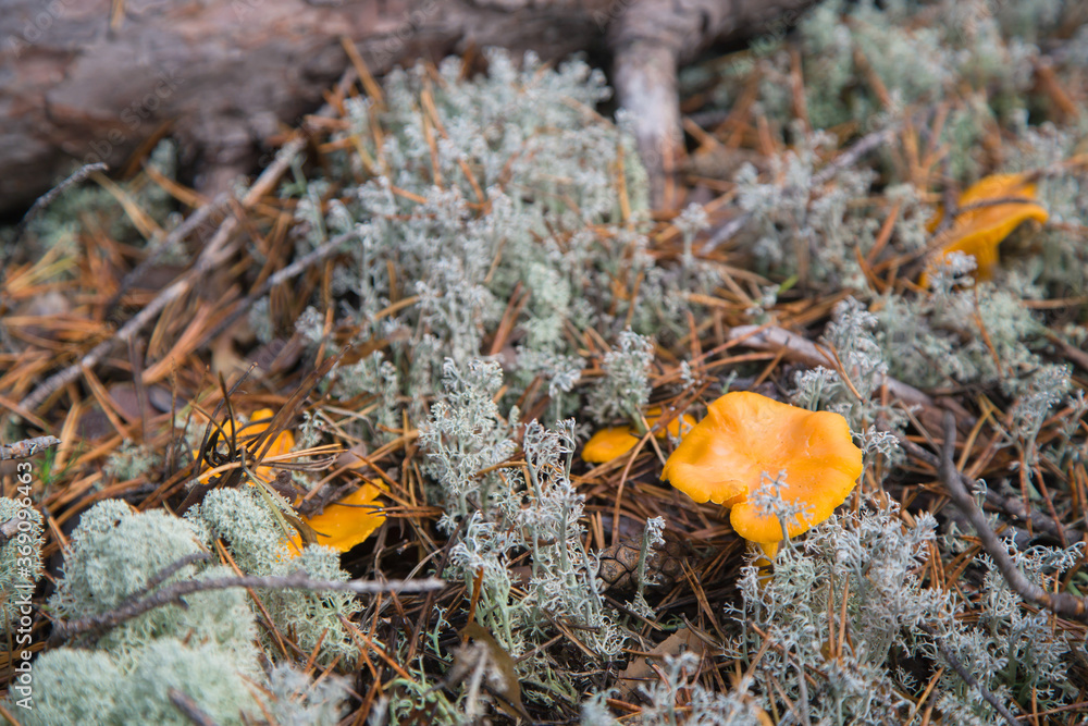 Orange and yellow chanterelle mushrooms growing among the moss. Orange and yellow chanterelle mushrooms growing among the moss.