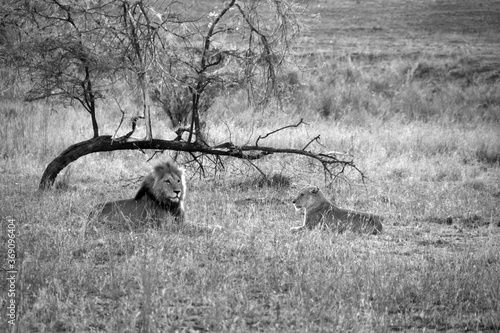 Lions courting