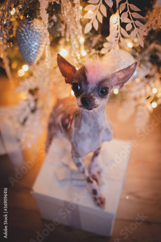 Peruvian hairless and chihuahua mix dog in festivaly decorated room with Christmass tree