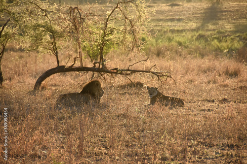 Tablou pe pânză Lion wooing a lioness at sunset