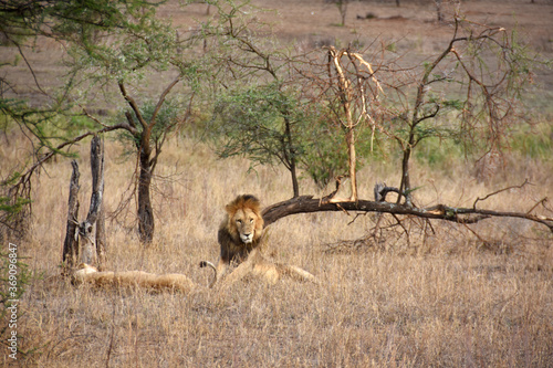Fotografie Lion wooing a lioness on the savanna