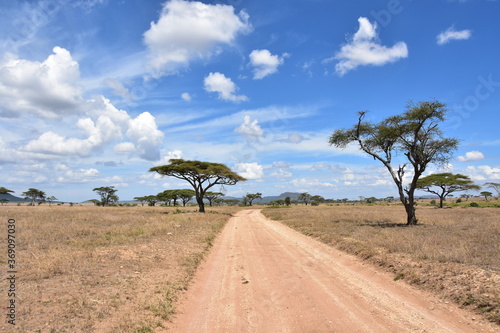 Dirt route in the Serengeti National Park