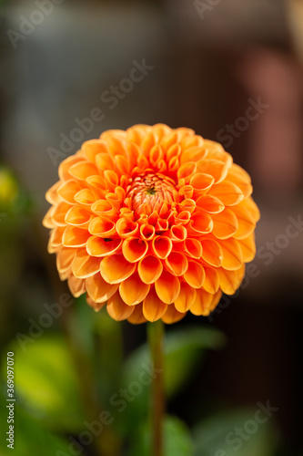 Garden pom pom Dahlia Maarn