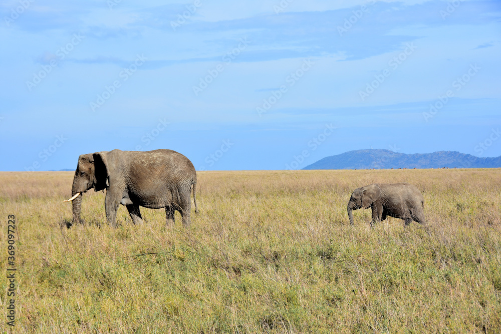 Female elephant walking with her cub