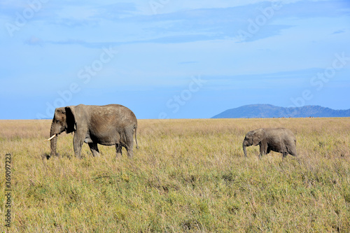 Female elephant walking with her cub