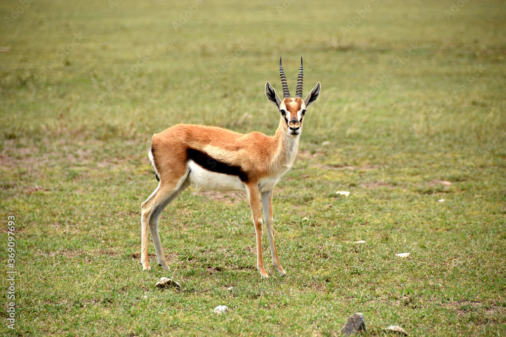 Portrait of a full-length gazelle looking on camera Portrait of a full-length gazelle looking on camera