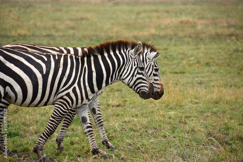 Pair of zebras walking in profile causing an optical effect