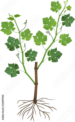 Young grapevine plant with green leaves and roots isolated on white background
