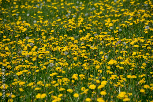 Flower field photographed in Germany, in Europe. Picture made in 2019.