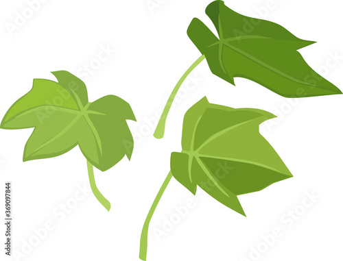 Green leaves of grapevine isolated on white background