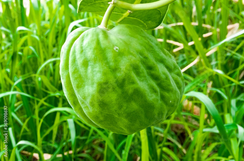 Calotropis Procera (Rubber Plant, Sodom Apple) Fruit photo