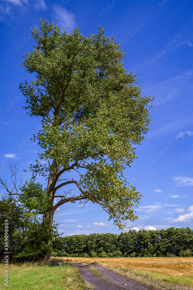 Fototapeta premium Feldweg mit einem Baum vor blauem Himmel