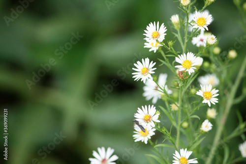 Small white flowers in full bloom during late spring