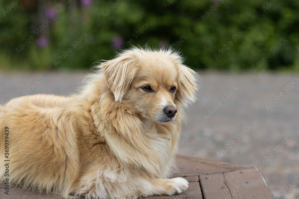 beautiful dog sitting in the summer heat beautiful dog sitting in the summer heat
