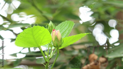 hibiscus flower bud