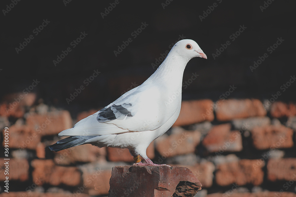 Fototapeta premium White Pigeon Dove standing 