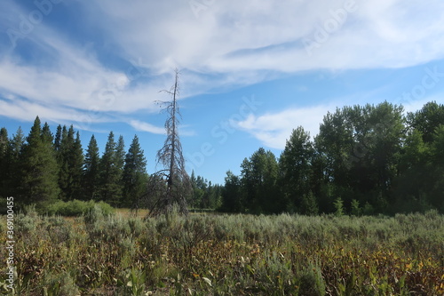 Nature and environment in the Tetons, Wyoming