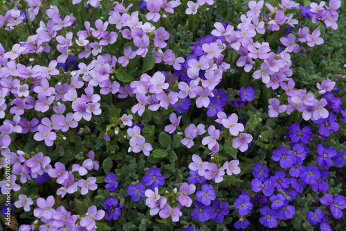 purple flowers in green background