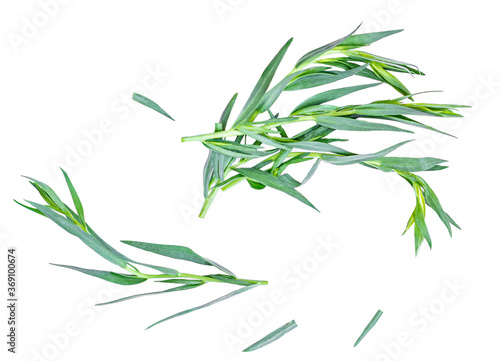 Tarragon herbs close up isolated on white   background. Top view. Fresh tarragon leaves Flat lay.