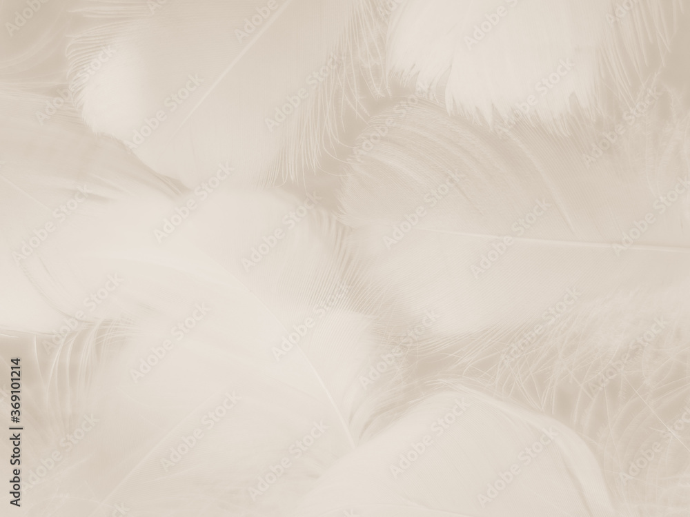 Obraz premium Beautiful abstract black feathers on white background and soft white feather texture on white pattern and dark background, gray feather background, black banners