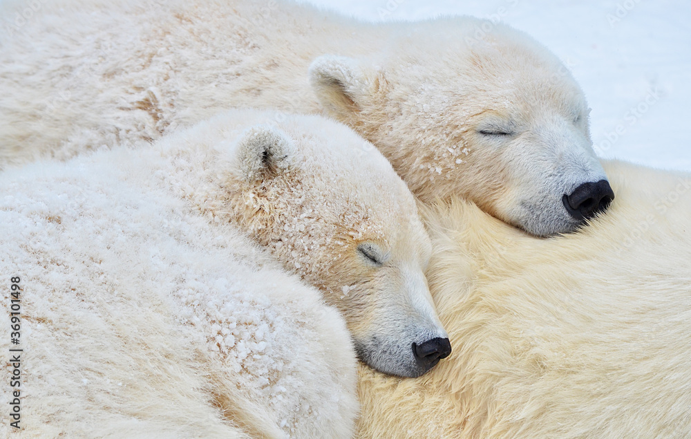 polar bear cub polar bear cub