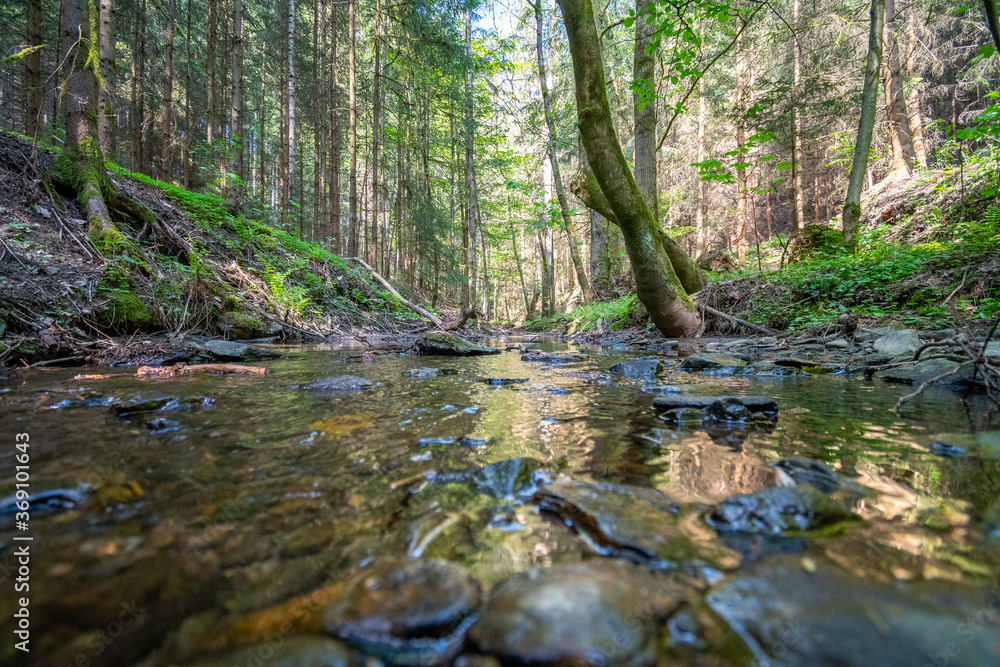 stream in the forest with stones