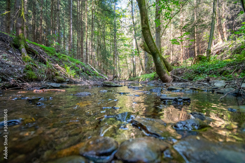stream in the forest with stones