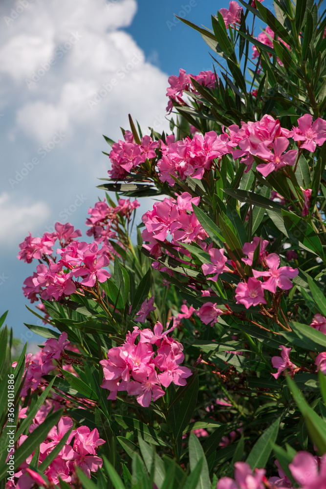 Oleander (Nerium oleander) pink flower against the blue sky sunny day Oleander (Nerium oleander) pink flower against the blue sky sunny day
