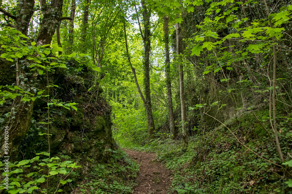 Forest Landscape photographed in Germany, in Europe. Picture made in 2019.