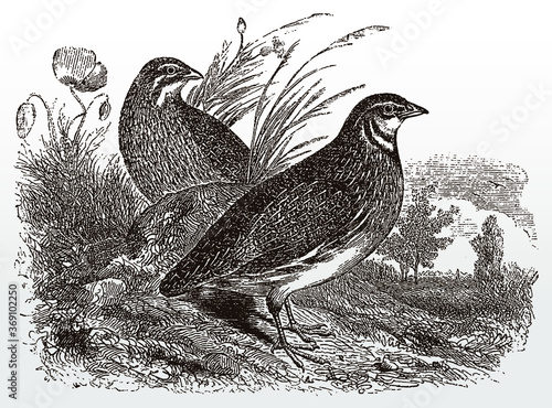 Two common quails coturnix standing on grassland, after antique illustration from 19th century photo