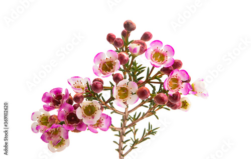 flowers of wax myrtle isolated