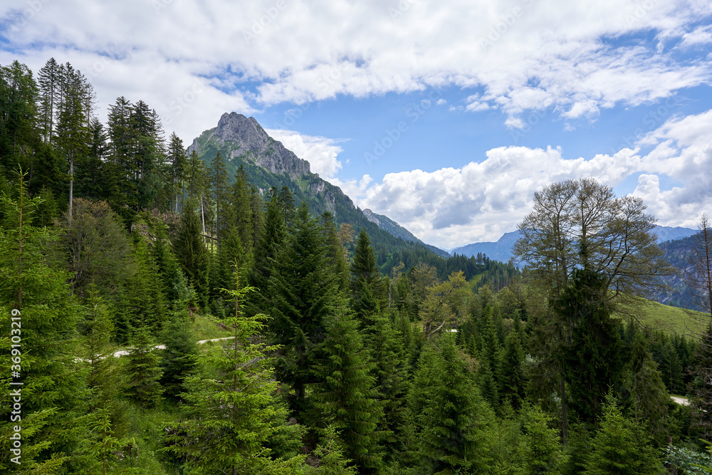 Mountain chamois head in the Tyrolean Alps, high landform made of gray rock with green trees, conifers in the foreground, Bavaria, Pfronten.