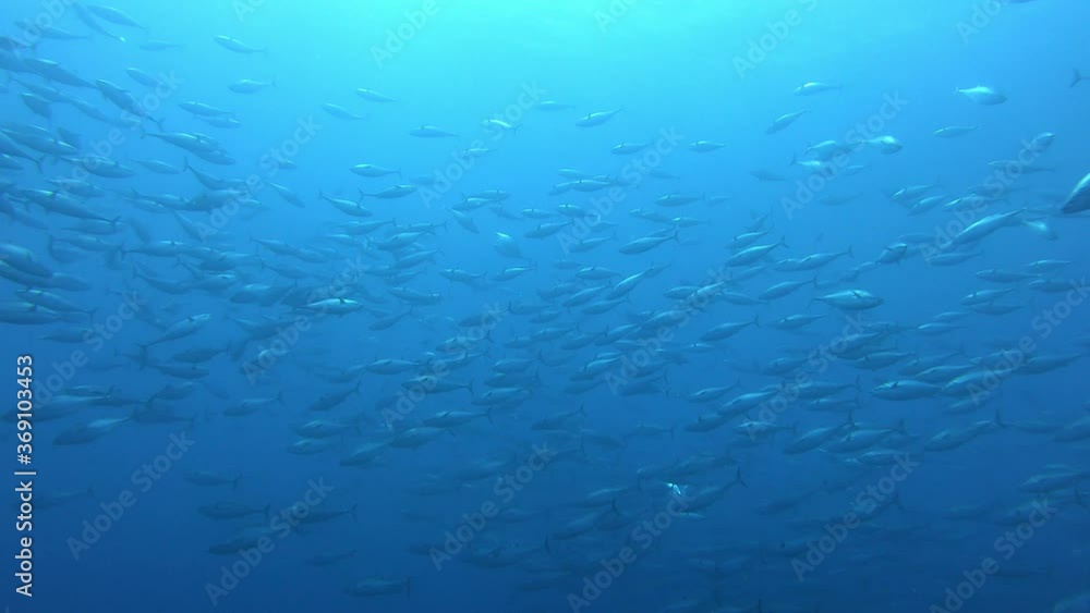 Underwater scene - Little tunny fishes bait ball in cloudy water - Scuba diving in Majorca Spain Underwater scene - Little tunny fishes bait ball in cloudy water - Scuba diving in Majorca Spain