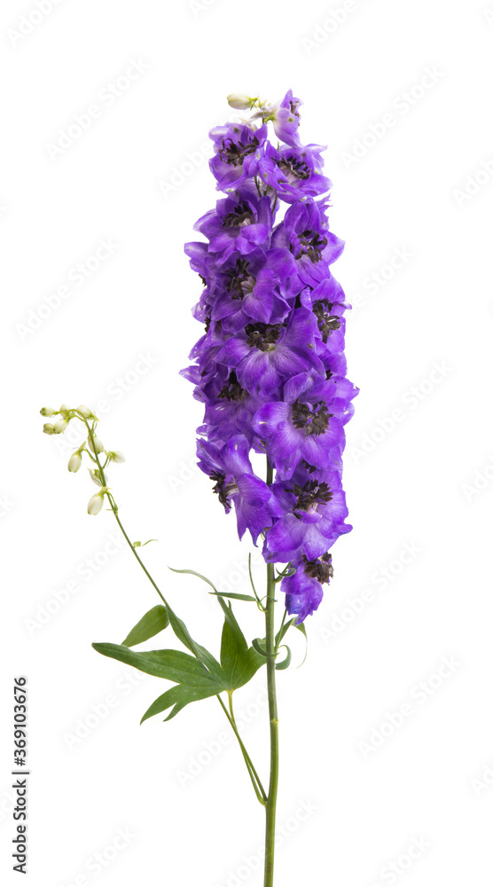 beautiful delphinium flower isolated beautiful delphinium flower isolated