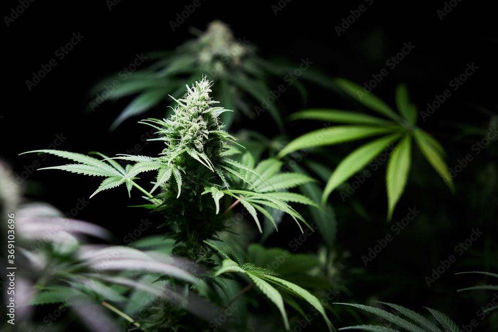 budding cannabis plant budding cannabis plant