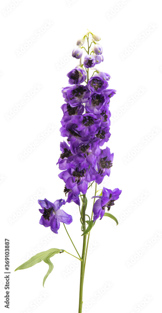 beautiful delphinium flower isolated beautiful delphinium flower isolated