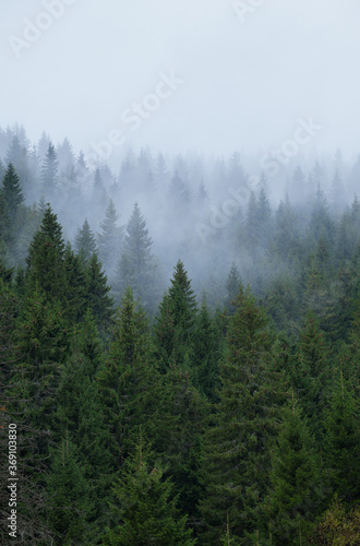 Wallpaper Mural Mysteriouse fog above spruce forest. Torontodigital.ca