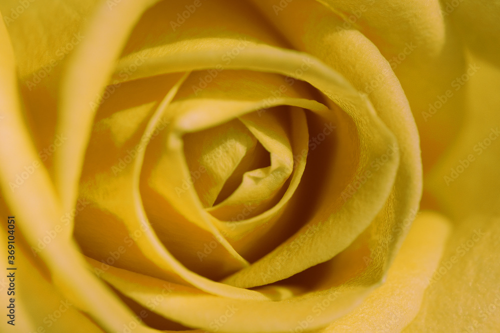 Close Up Fresh Bloomed Yellow Rose for Background. Tender pink colored rose flower with delicate layered petals macro close up . Natural textured background. Selective focus Close Up Fresh Bloomed Yellow Rose for Background. Tender pink colored rose flower with delicate layered petals macro close up . Natural textured background. Selective focus