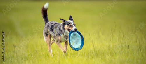 Obraz na plátně Koolie Australian working herding dog or German Coolie