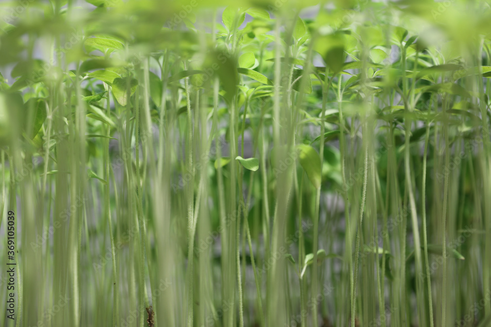 Grass in a greenhouse Grass in a greenhouse