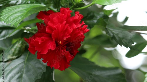 hibiscus flower swaying by wind2020, 4k, background, beautiful, beautiful rose, beauty, bloom, blooming, blossom, bouquet, branch, bright, brightly, china rose, chinese, chinese hibiscus, climate, clo