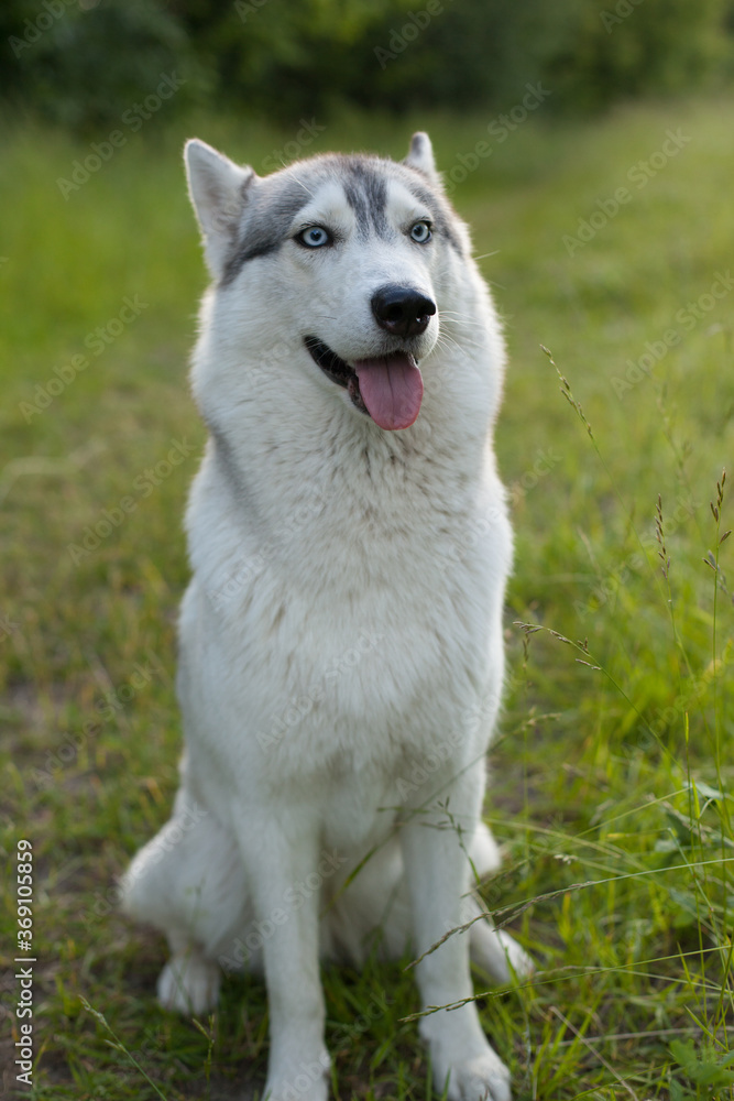 Siberian husky sitting on the green grass in the Park.