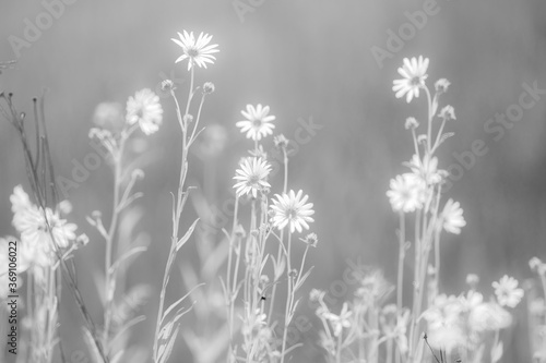 Black and White Dreamy  Flowers