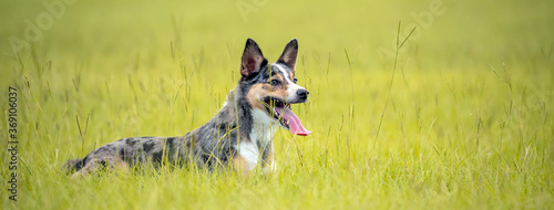 Koolie Australian working herding dog or German Coolie. Australia original working herding dog.  Laying down in a field banner photo