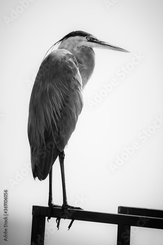 Blue Heron in Black and White