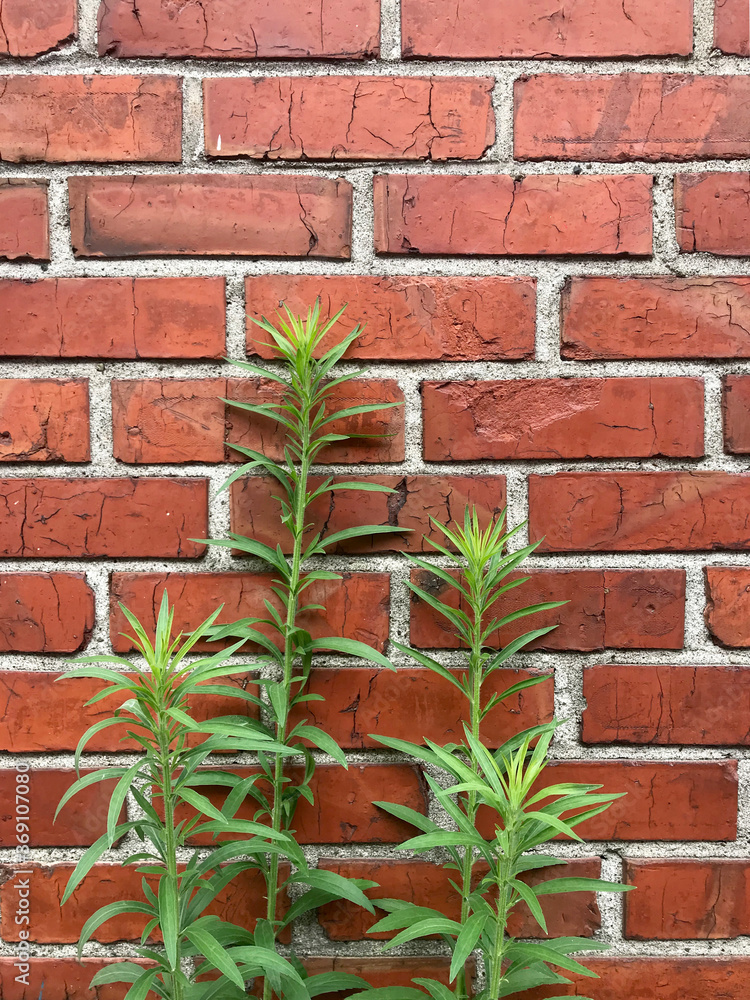 Weed growing in front of brick wall Stock Photo | Adobe Stock