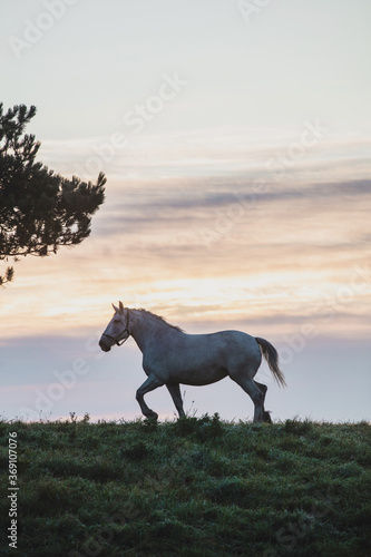 Horse During Sunrise photo