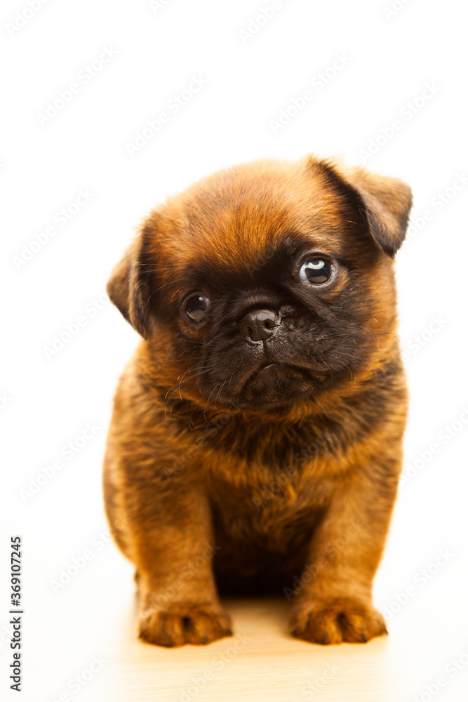 image of dog white background image of dog white background