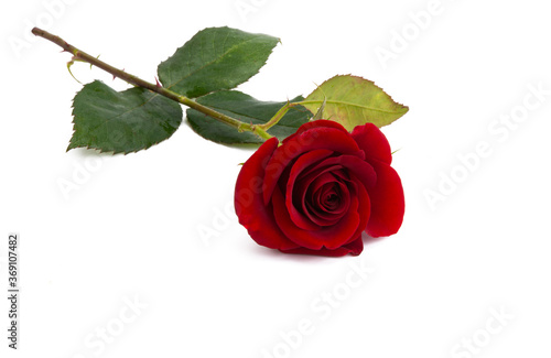 Fototapeta Naklejka Na Ścianę i Meble -  red roses isolated