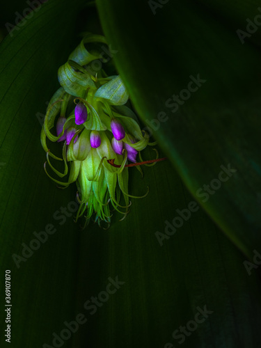 Orchid